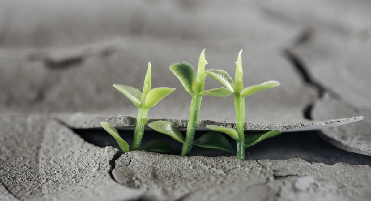 Mehrer Pflanzen bahnen sich Weg durch Asphalt als Sinnbild für Resilienz