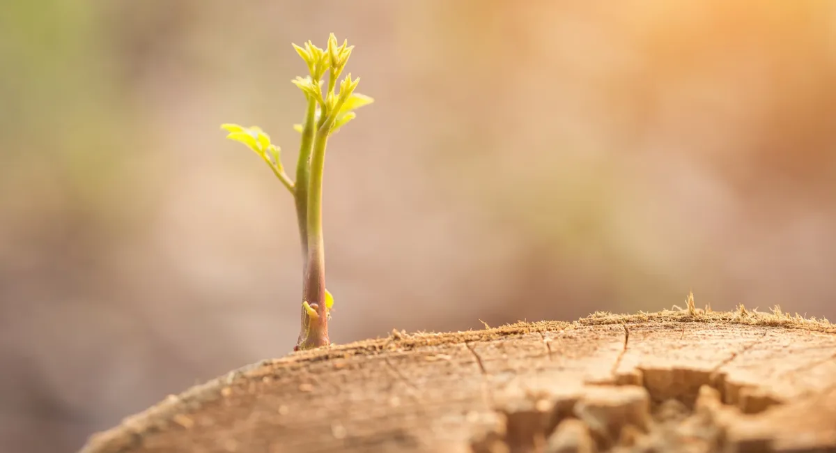 Resilienz im Arbeitsalltag: Pflanze wächst auf Baumstamm