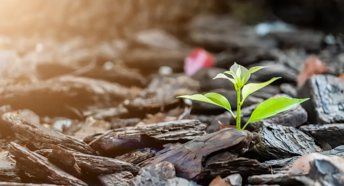 Kleines Pflänzchen als Sinnbild für Resilienz